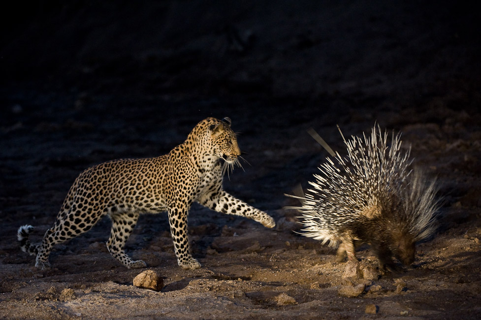 http://mt.wiglaf.org/aaronm/2010/02/05/leopard_porcupine.jpg