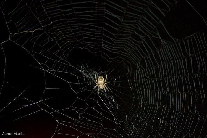 Spider and Web.jpg