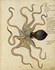 octopus.jpg